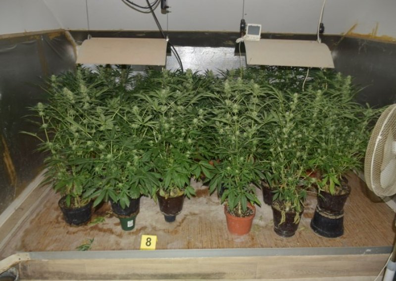 U kući 41-godišnjaka u Ivanjoj Reki pronađeno šest kilograma marihuane
