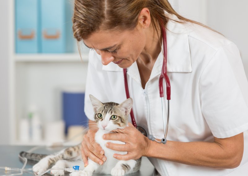 Kad morate odvesti mačku veterinaru?