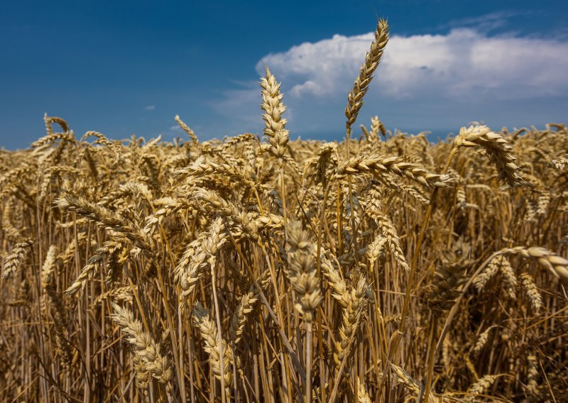 Ukrajinsko ministarstvo očekuje znatno manji urod žitarica u 2023.