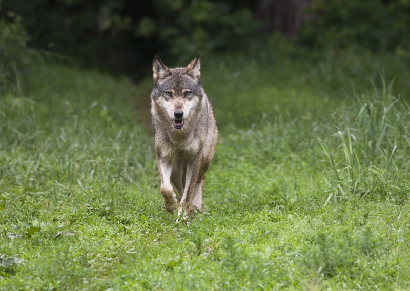 Ministarstvo: Naknada za štetu od vukova viša 300 posto