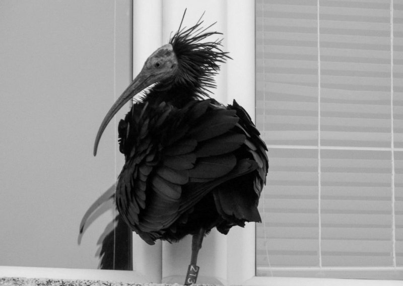 Nastrijeljena ili otrovana: Netko je ubio ženku ćelavog ibisa, vrstu izumrlu u Europi