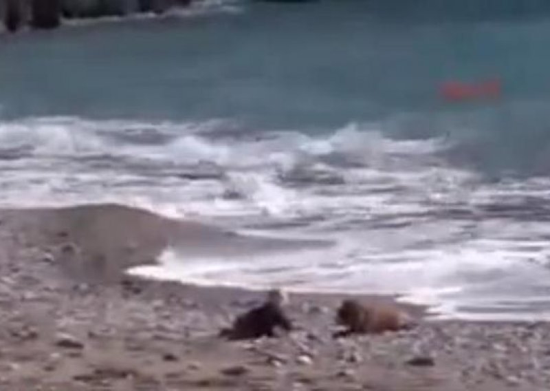 Herojski psić spasio bebu na plaži