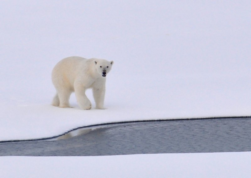 Čeka li nas uskoro svijet bez polarnih medvjeda?