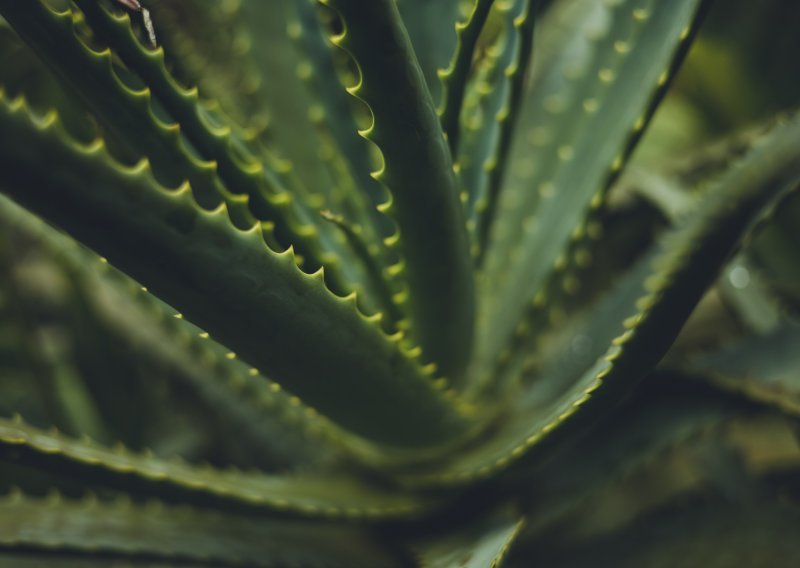 Koje sve nevjerojatne učinke aloe vera ima na ljepotu i zdravlje?