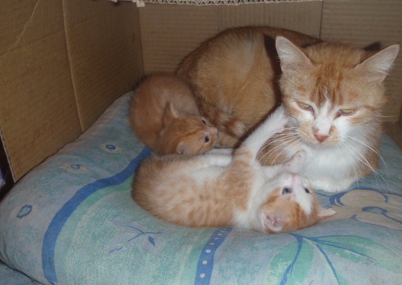Četiri preslatka mačića hitno traže dom