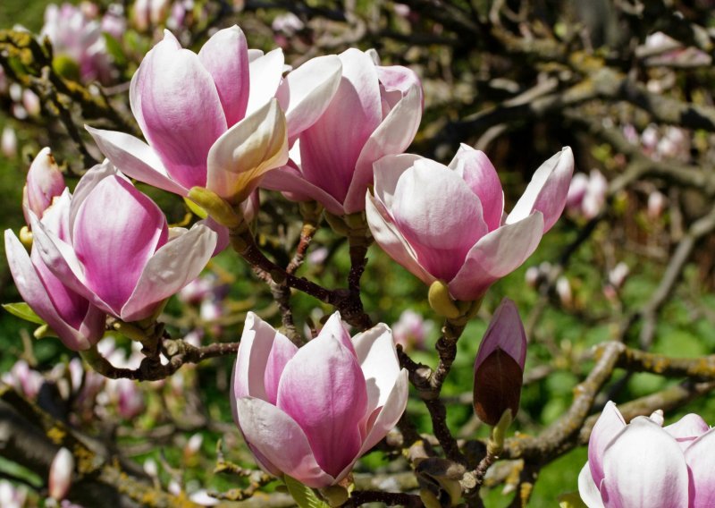 Zaljubljeni ste u predivne magnolije? Evo kako da vam uspiju u vrtu
