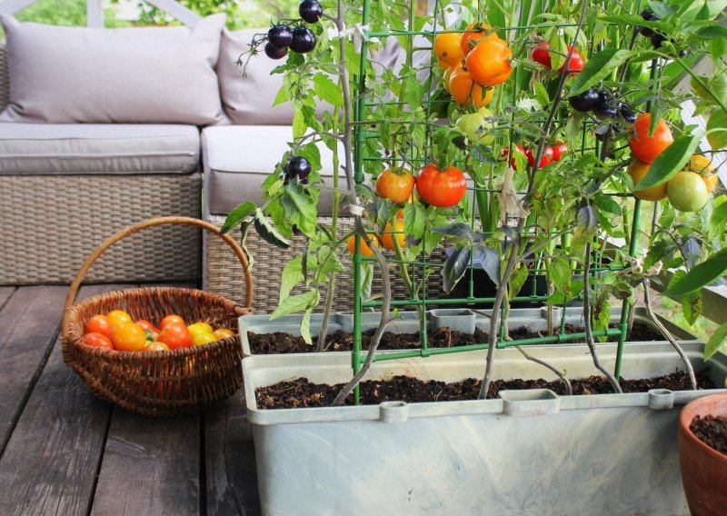 Vrt na balkonu: Ovo je povrće koje ćete lako uzgojiti u udobnosti doma