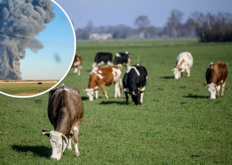 Eksplozija na farmi u Teksasu usmrtila 18.000 krava muzara