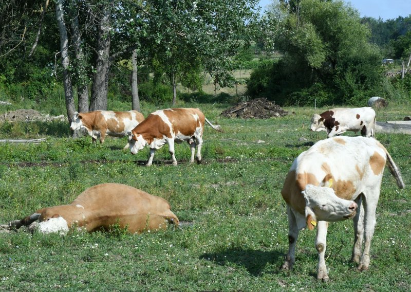 Nakon 11 godina tursko tržište otvoreno za izvoz hrvatskih goveda