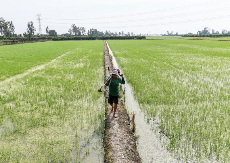 Podivljalo vrijeme: Svijetu prijeti najveća nestašica riže u zadnjih 20 godina
