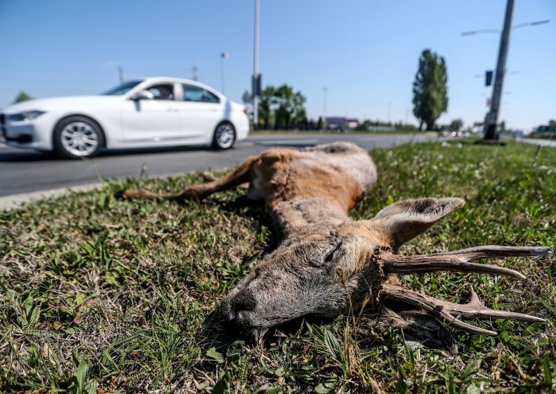 HAK: Pojačan oprez, na autocestama uočene srne