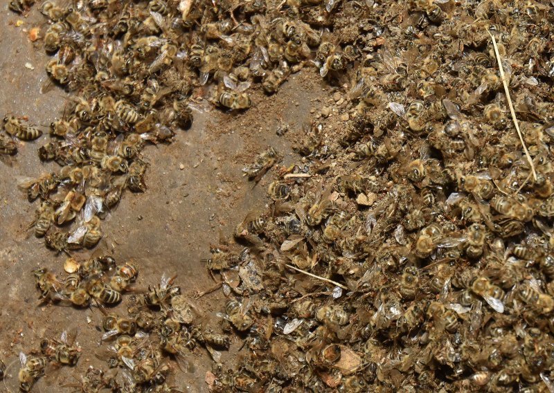 Masovni pomor pčela u Međimurju: Slika je zastrašujuća, umiru u mukama pred košnicama!