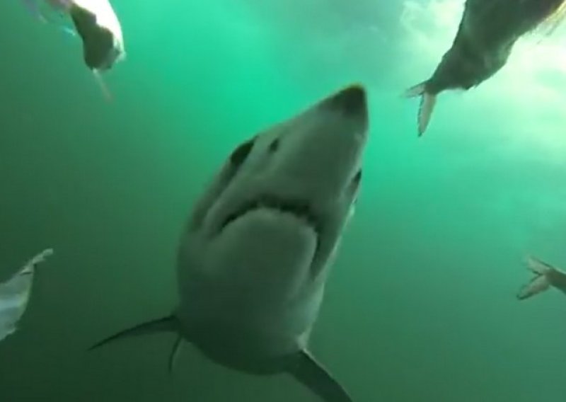 Ako niste znali, ovako izgleda napad morskog psa