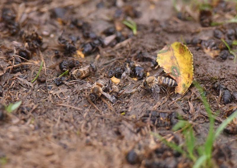 U pet dana zbog trovanja pčela izgubio 20 tisuća eura