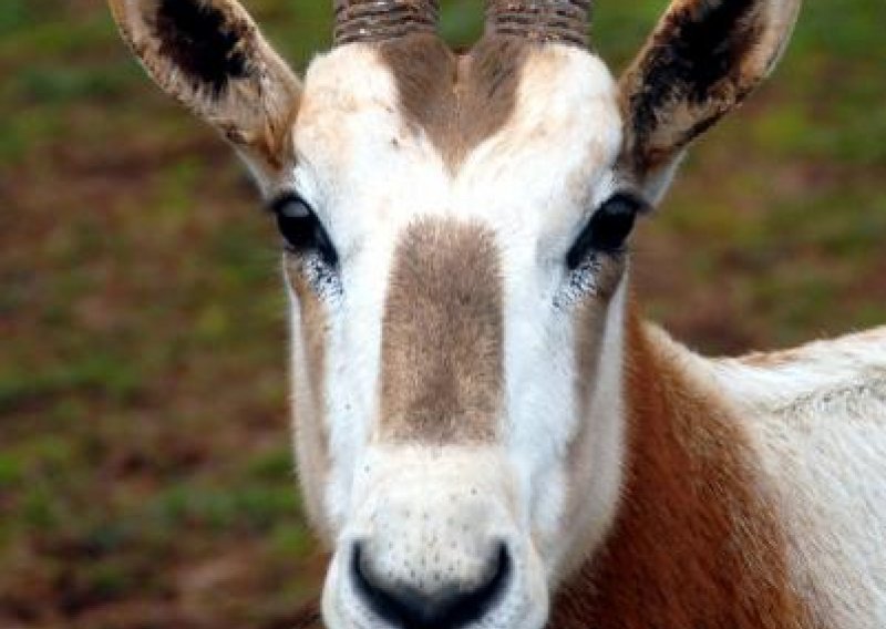 Prijatelji životinja tuže zagrebački ZOO