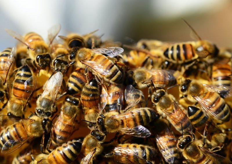 Insekti diljem svijeta u opasnosti su zbog posljedica klimatskih promjena