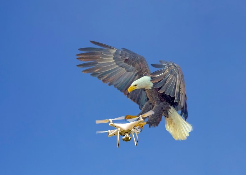 Američki znanstvenici od prepariranih ptica prave dronove