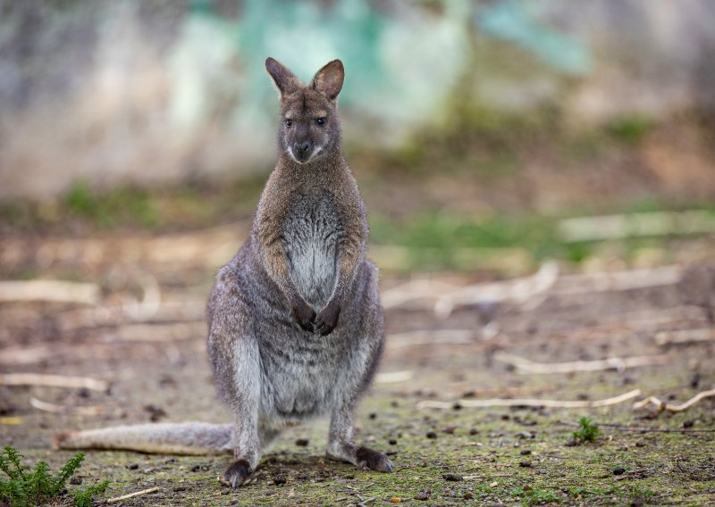 Australija na mukama: Klokane bolje ustrijeliti nego da umiru od gladi