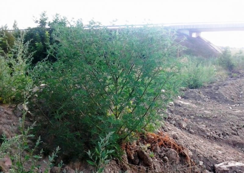 Slavoncima ambrozija prijeti na svakom koraku