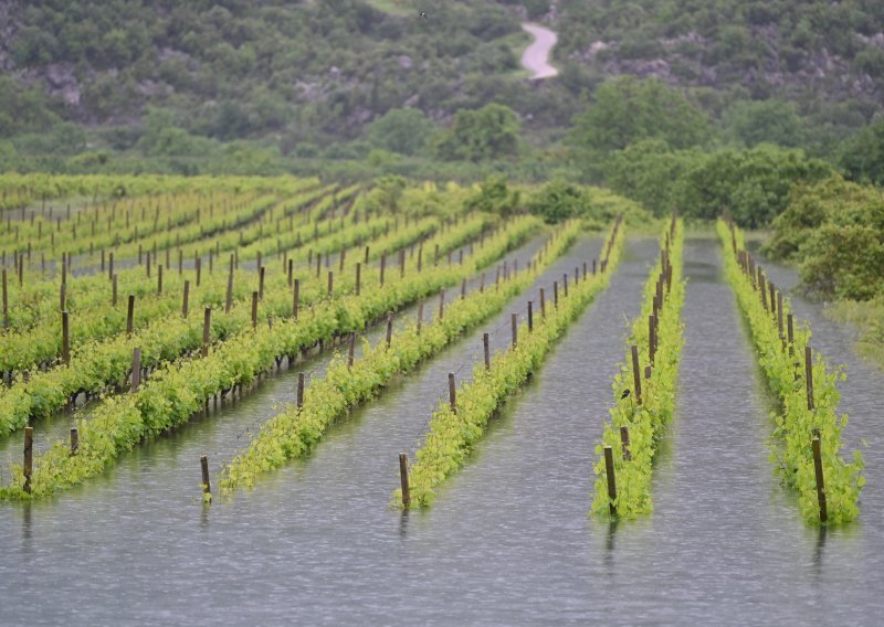 Voda preplavila nasade jagoda i vinograde u vrgoračkom kraju