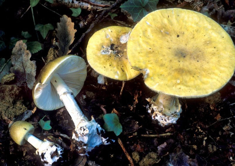 Pronađen potencijalni protuotrov za najsmrtonosniju gljivu na svijetu