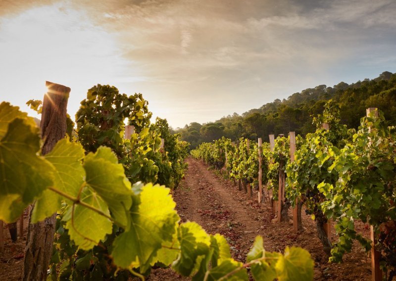 Svjetska proizvodnja vina pala na najnižu razinu od 1961.