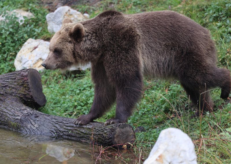 Ubijen medvjed koji je sijao strah po Kvarneru: 'Podivljao je, ljudi su bježali'