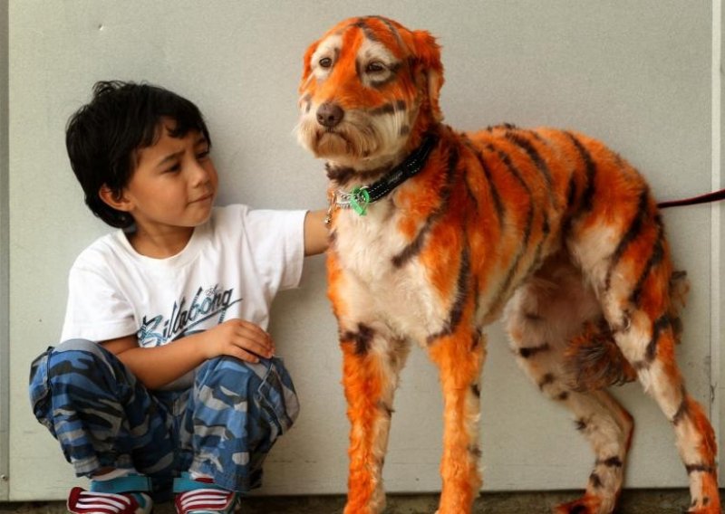 Psa obojila u tigra