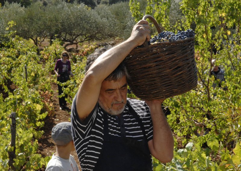 President grape harvesting with foreign ambassadors