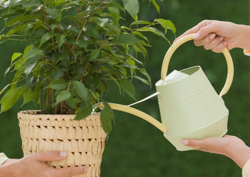Izbjegnite kobnu grešku: Evo kako uvijek znati je li pravo vrijeme da zalijete biljku