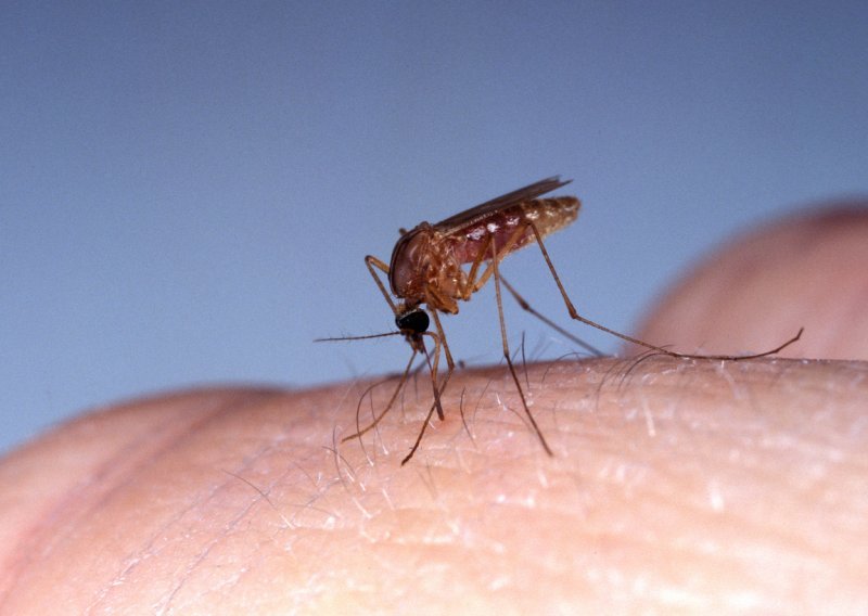 Zagreb se bori protiv komaraca: Uskoro ispuštaju u prirodu 100 tisuća sterilnih mužjaka