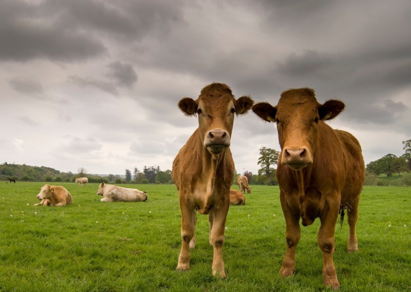 Udruga Baby Beef žali se na nepravedne sankcije Agencije za plaćanja