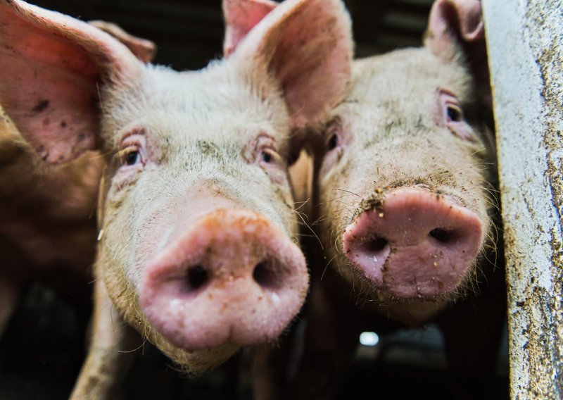 Novo rješenje Ministarstva poljoprivrede za zaštitu od afričke svinjske kuge