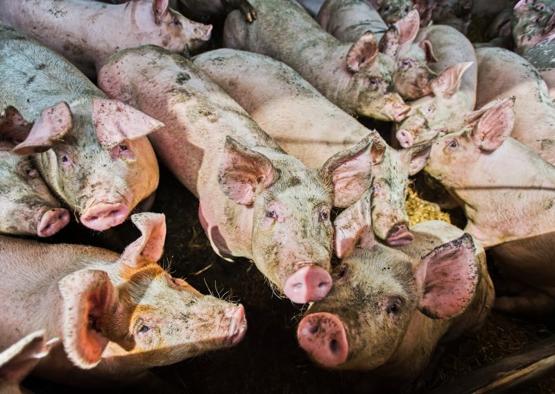 Zbog svinjske kuge u Mrzoviću eutanazirano 27 svinja