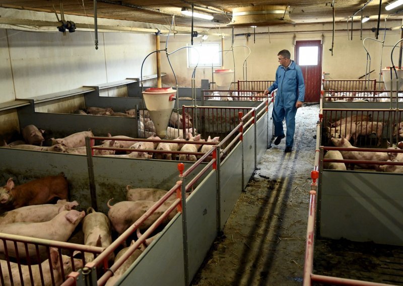 Veterinarska inspekcija: Zbog afričke svinjske kuge eutanizirano 147 svinja