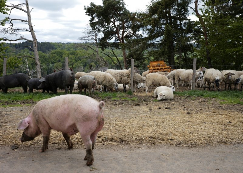 Stiže platforma za ulaganje u poljoprivredu, moći ćete kupiti digitalnu svinju