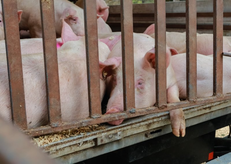 Na istoku Hrvatske potvrđena četiri nova slučaja afričke svinjske kuge