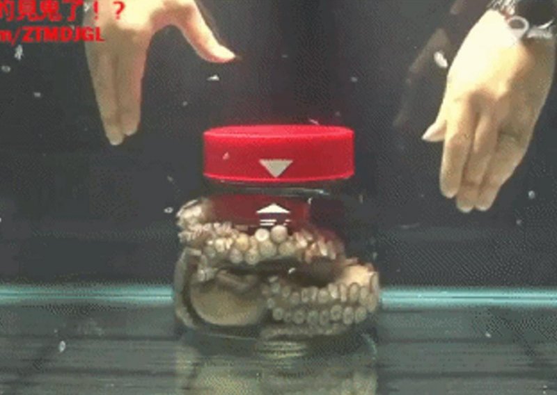 Pogledajte kako se hobotnica oslobađa iz ralja staklenke
