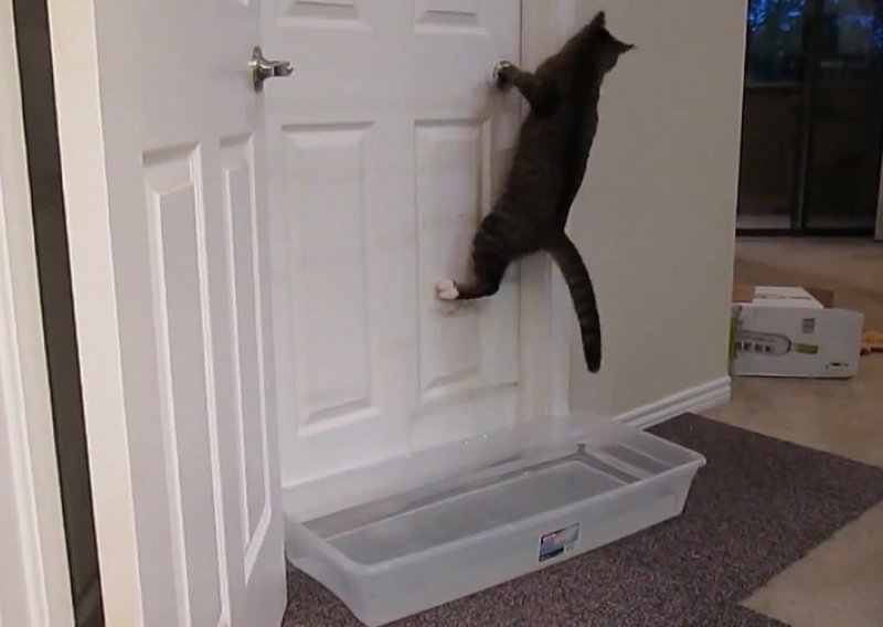 Kad mačka nauči otvarati vrata, ništa je ne može zaustaviti