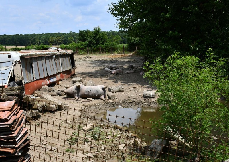 Afrička svinjska kuga utvrđena na 17 mjesta u Hrvatskoj, novo žarište u Babinoj Gredi