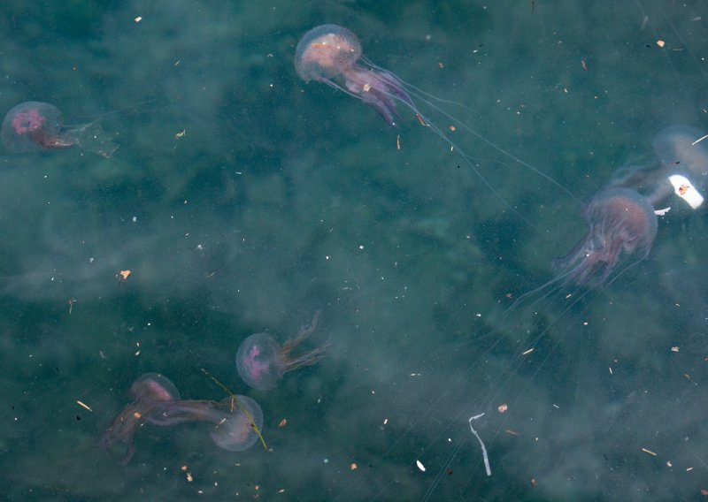 Meduze okupirale plažu, osmero ljudi u jednom danu zadobilo opekotine