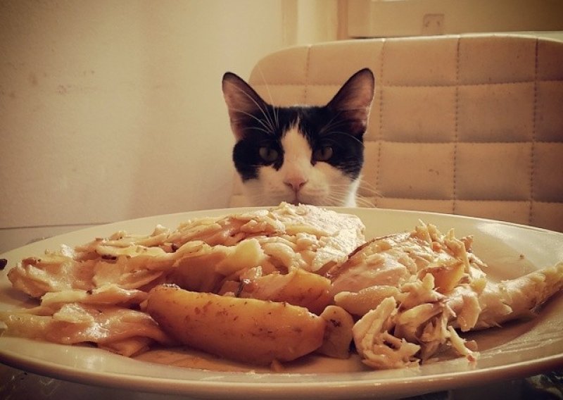 Ovoj hrani mačke ne smiju ni blizu
