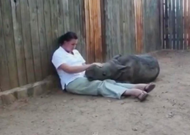 Mali nosorog zbog traume ne može spavati sam