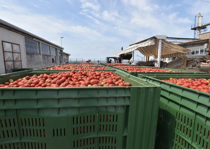 Podravka: I dalje ćemo nastaviti raditi s proizvođačima rajčica u Istri