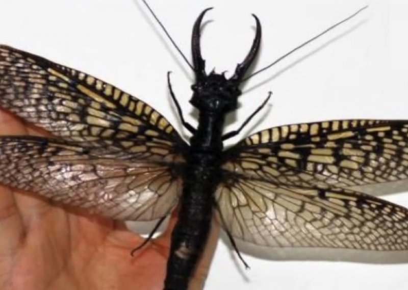 U Kini otkriven najveći vodeni insekt dosad!