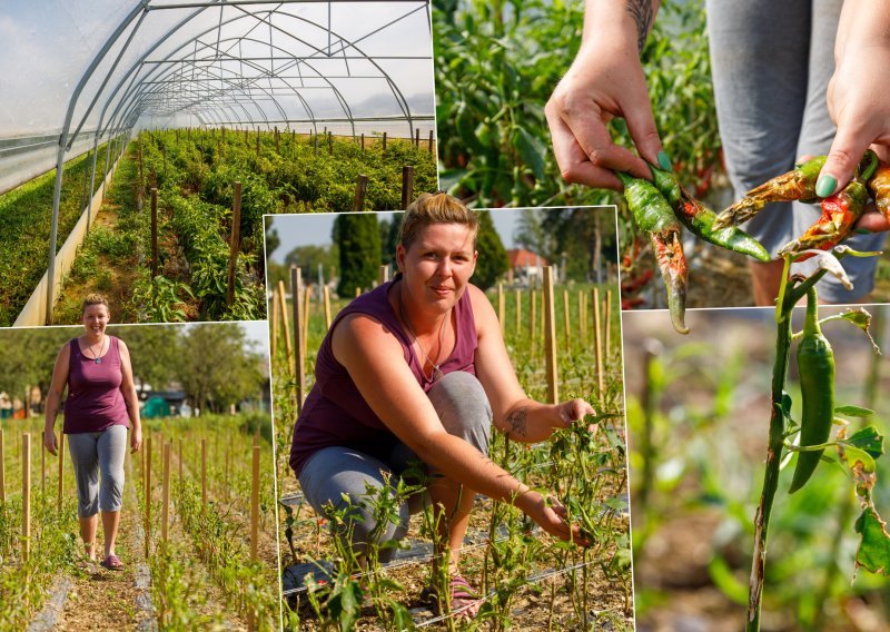 Prvo ju je osušilo sunce, a potom dokrajčila tuča, ali baranjska paprika i Tamara se ne daju: 'Živnut će ona...'