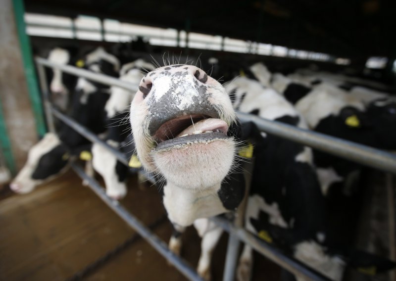 Bez potpora države mljekarima prijeti kolaps