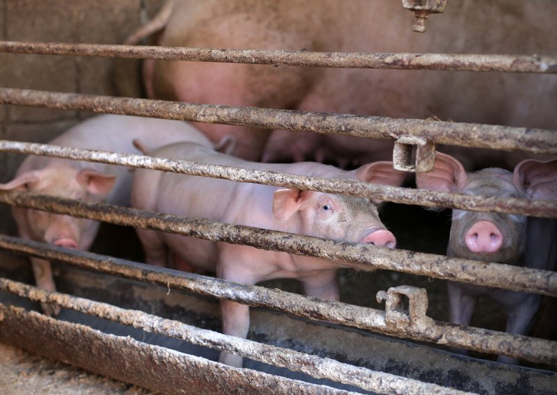 Krenulo elektronsko savjetovanje za svinjogojce oko afričke svinjske kuge