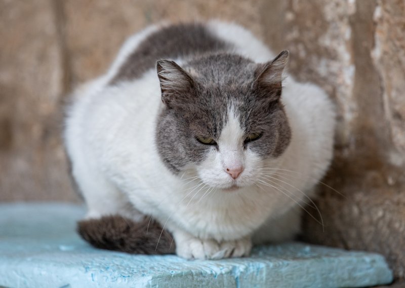 Rat u Osijeku oko ostavljanja vode i hrane životinjama