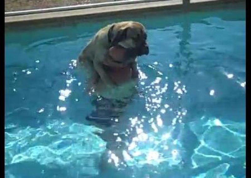 Evo kako se velikog psa uči plivati